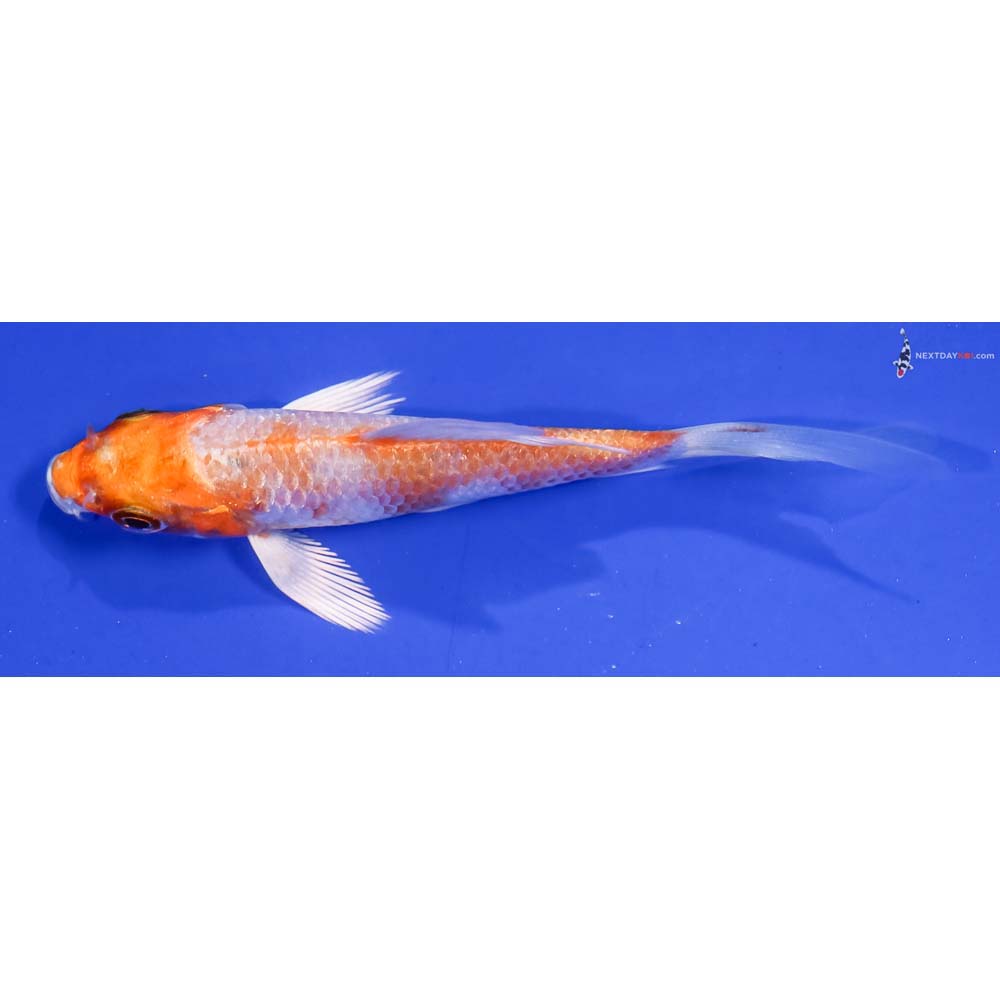 3” Imported Hariwake Butterfly Koi