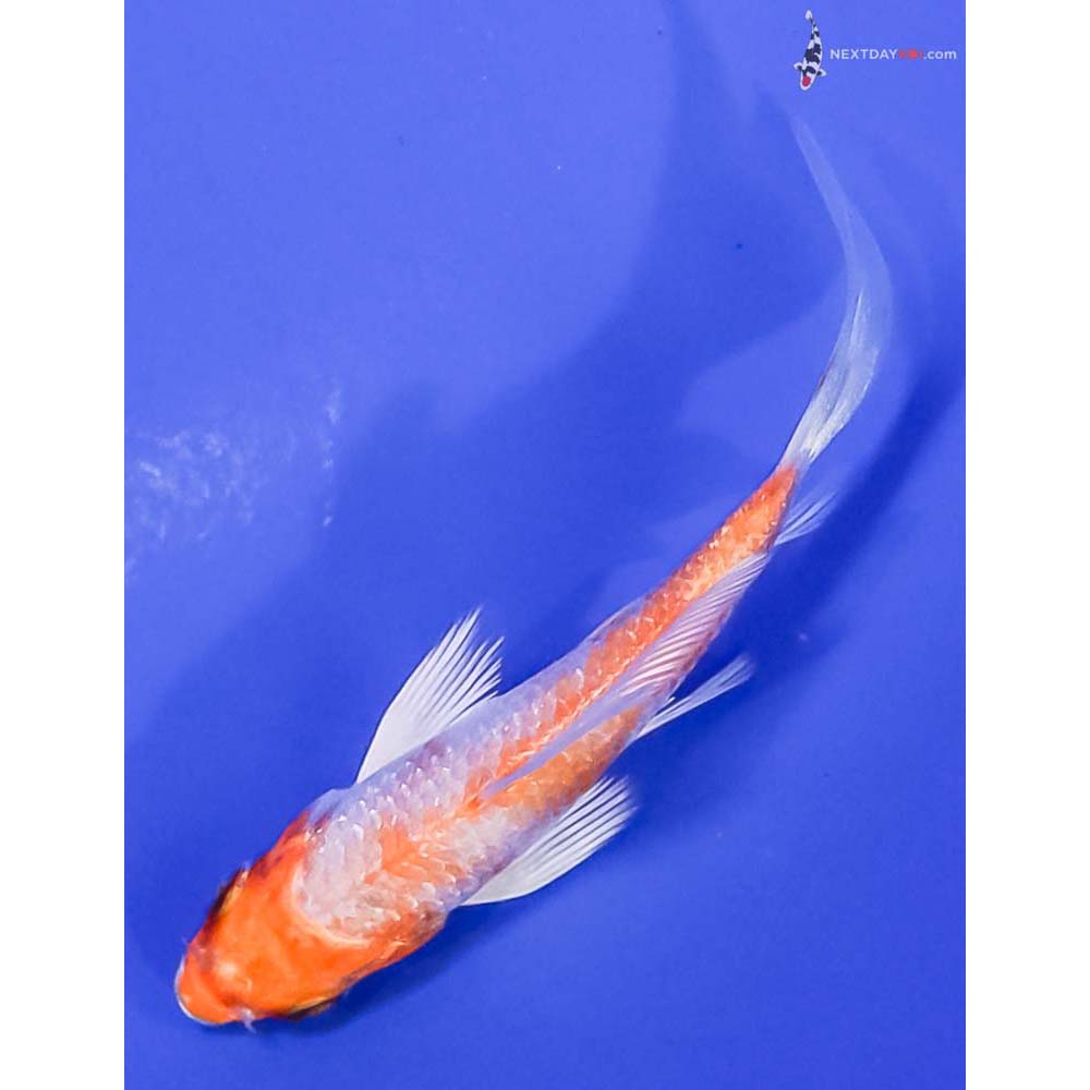 3” Imported Hariwake Butterfly Koi