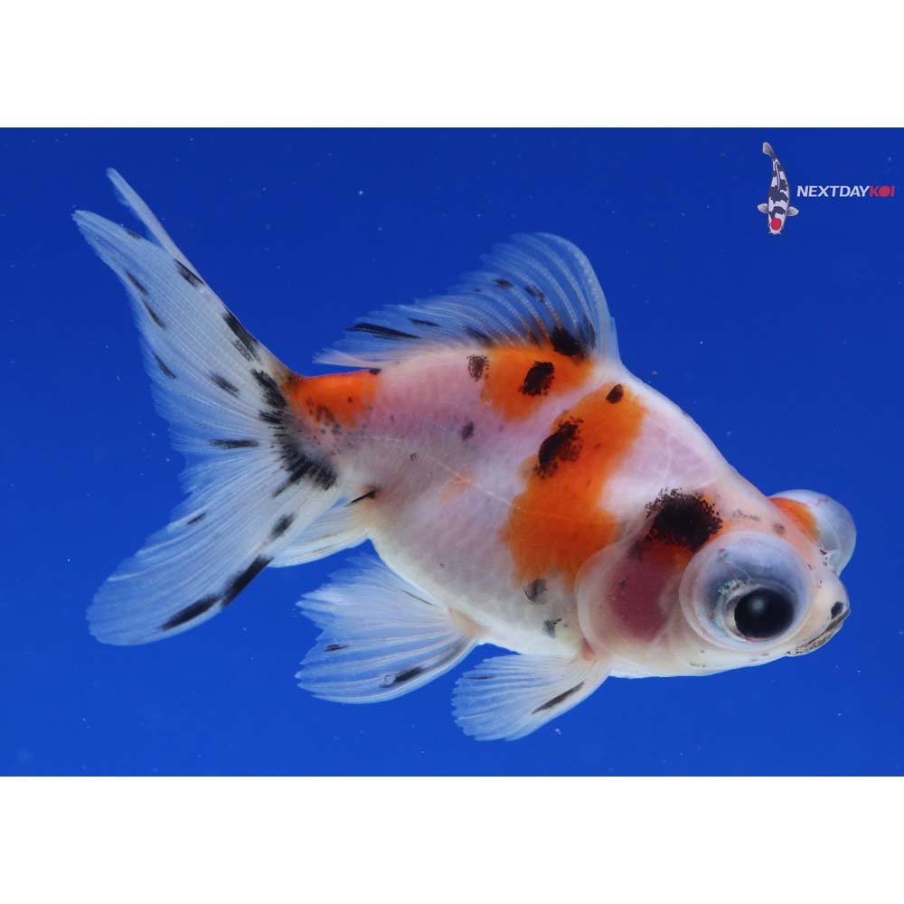 3” Imported Calico Telescope Fantail