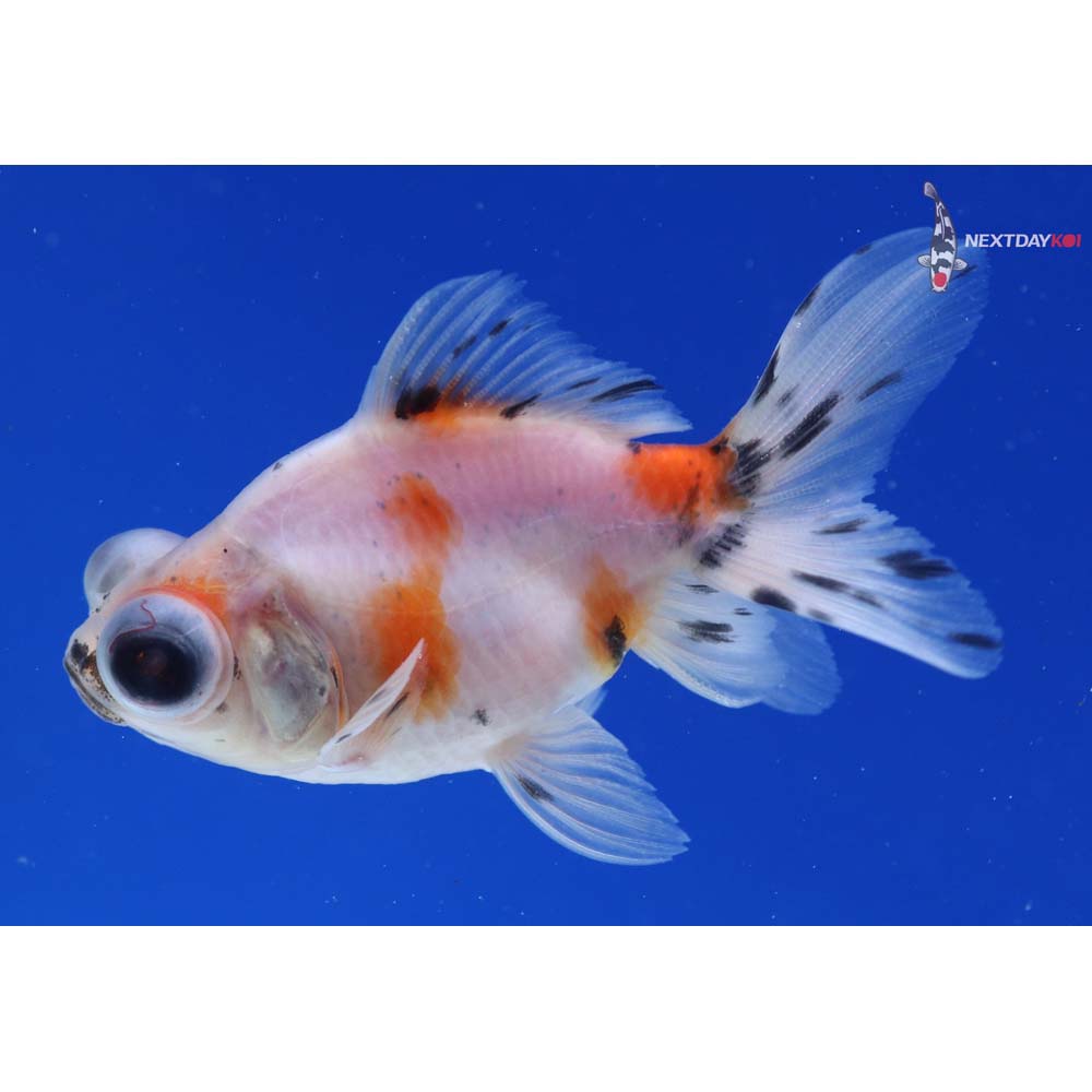 3” Imported Calico Telescope Fantail