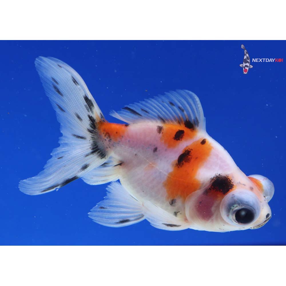 3” Imported Calico Telescope Fantail