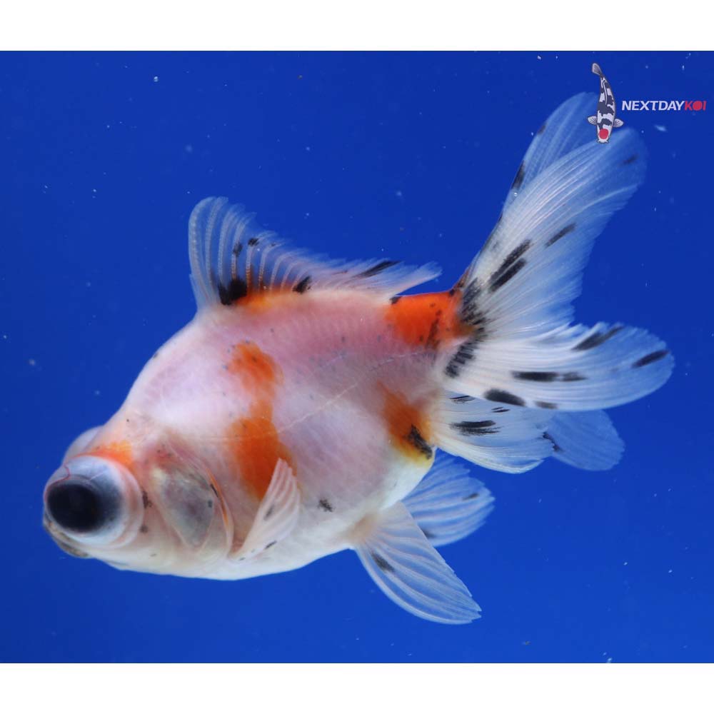 3” Imported Calico Telescope Fantail