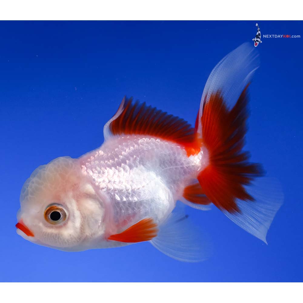 3.5” Imported Red and White Oranda