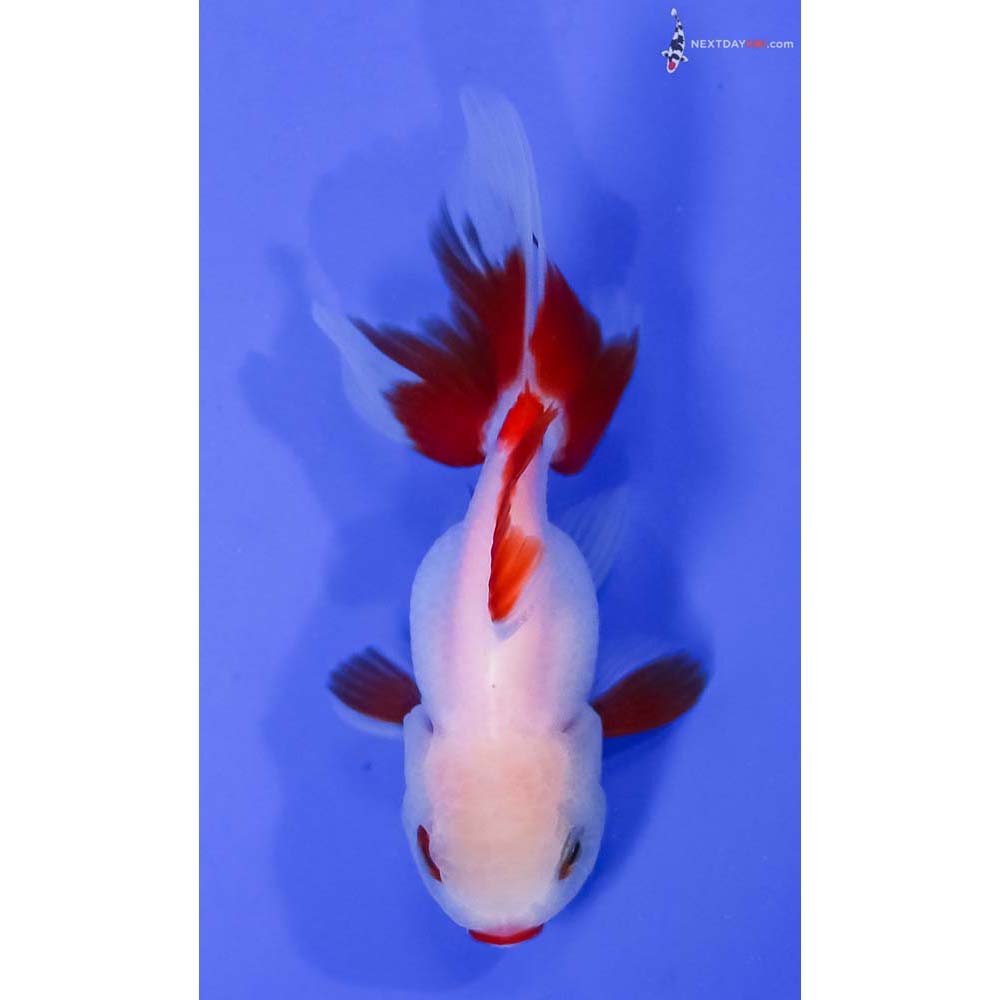 3.5” Imported Red and White Oranda