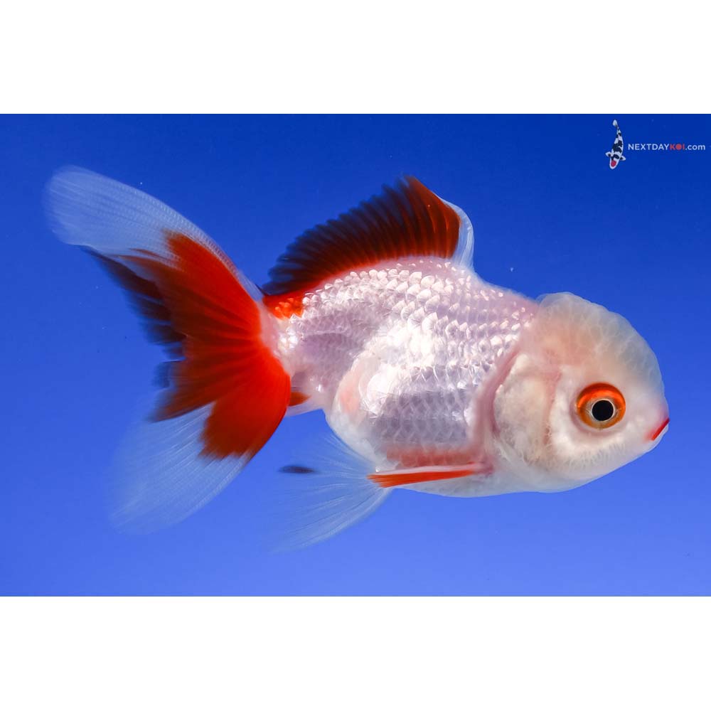 3.5” Imported Red and White Oranda