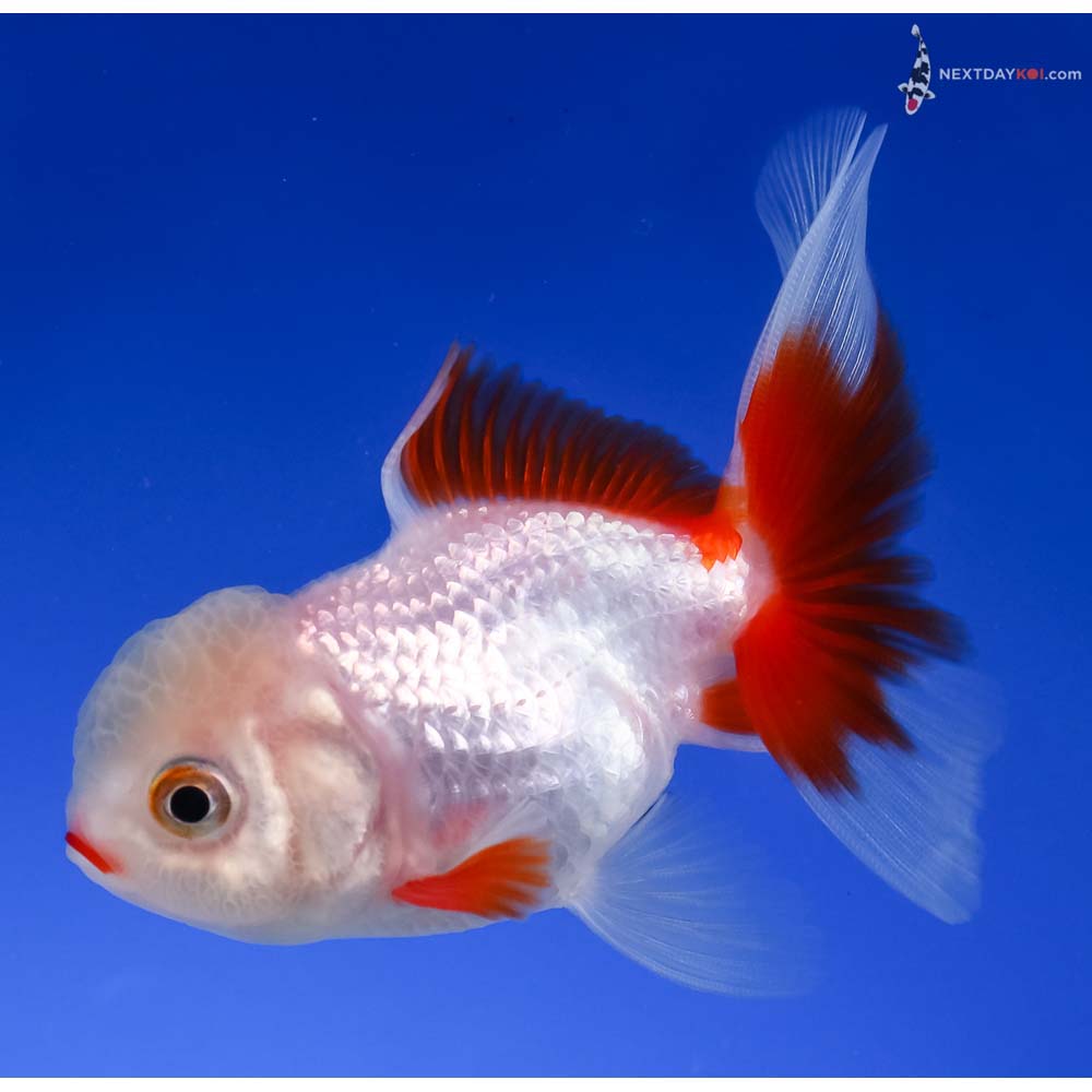 3.5” Imported Red and White Oranda