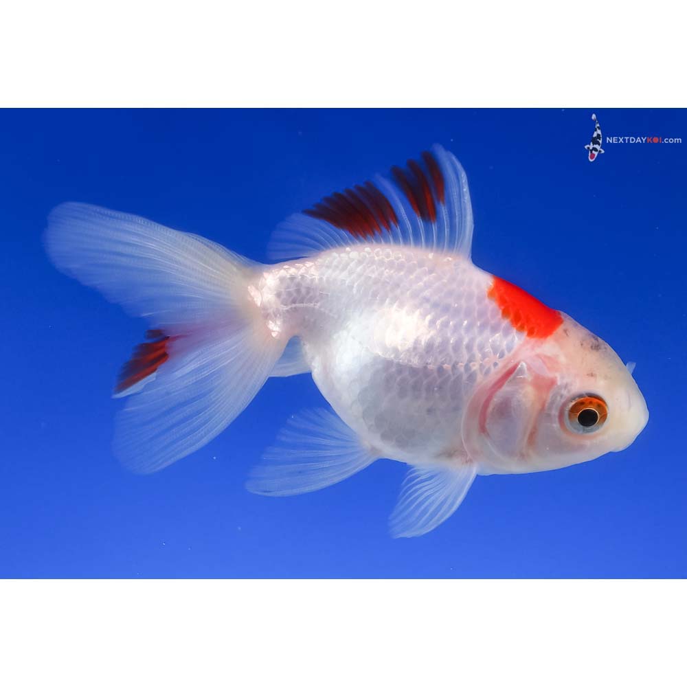 3.5” Imported Red and White Fantail
