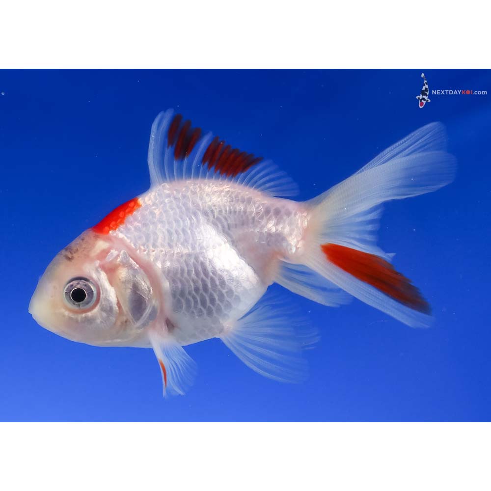 3.5” Imported Red and White Fantail
