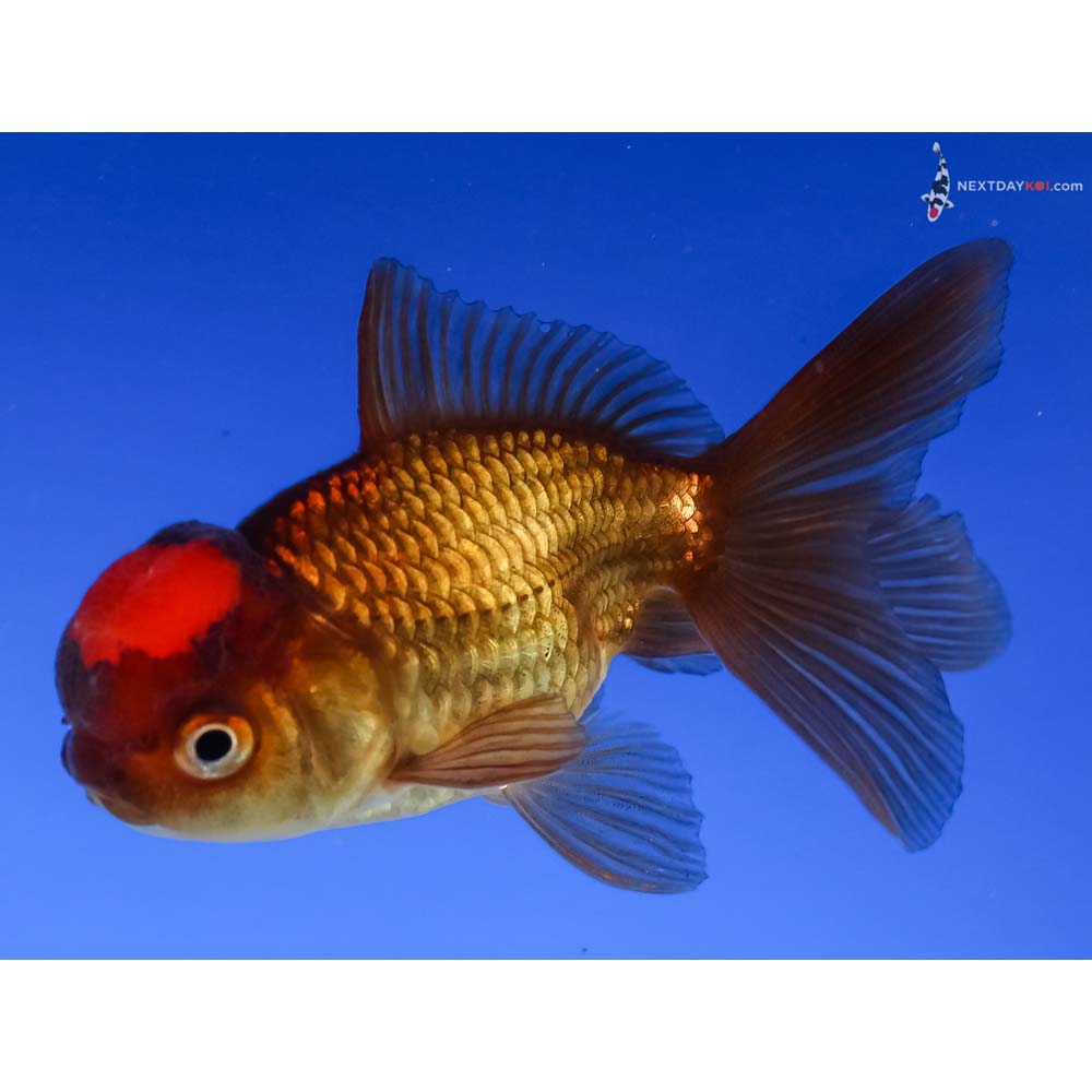 3” Imported Red and Black Oranda