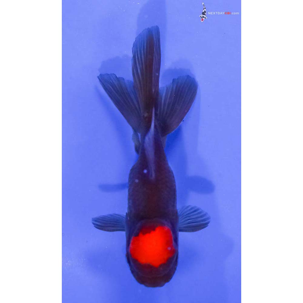 3” Imported Red and Black Oranda