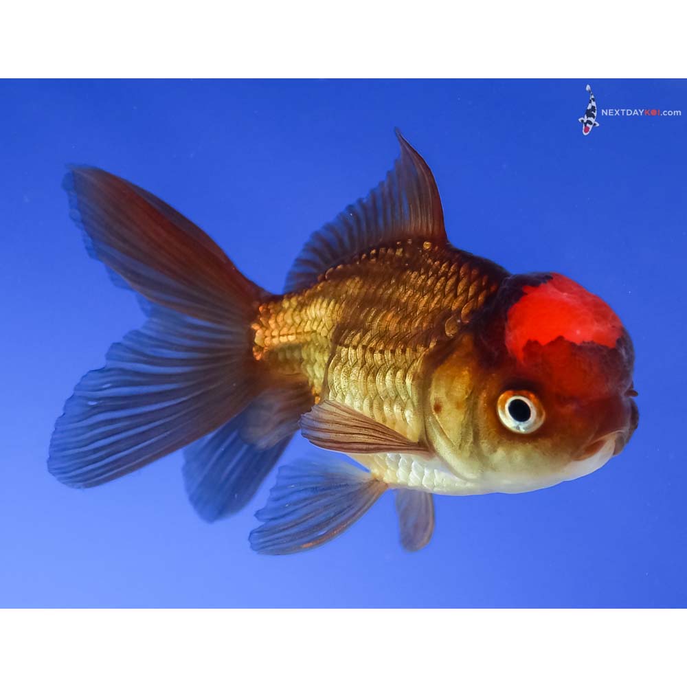 3” Imported Red and Black Oranda