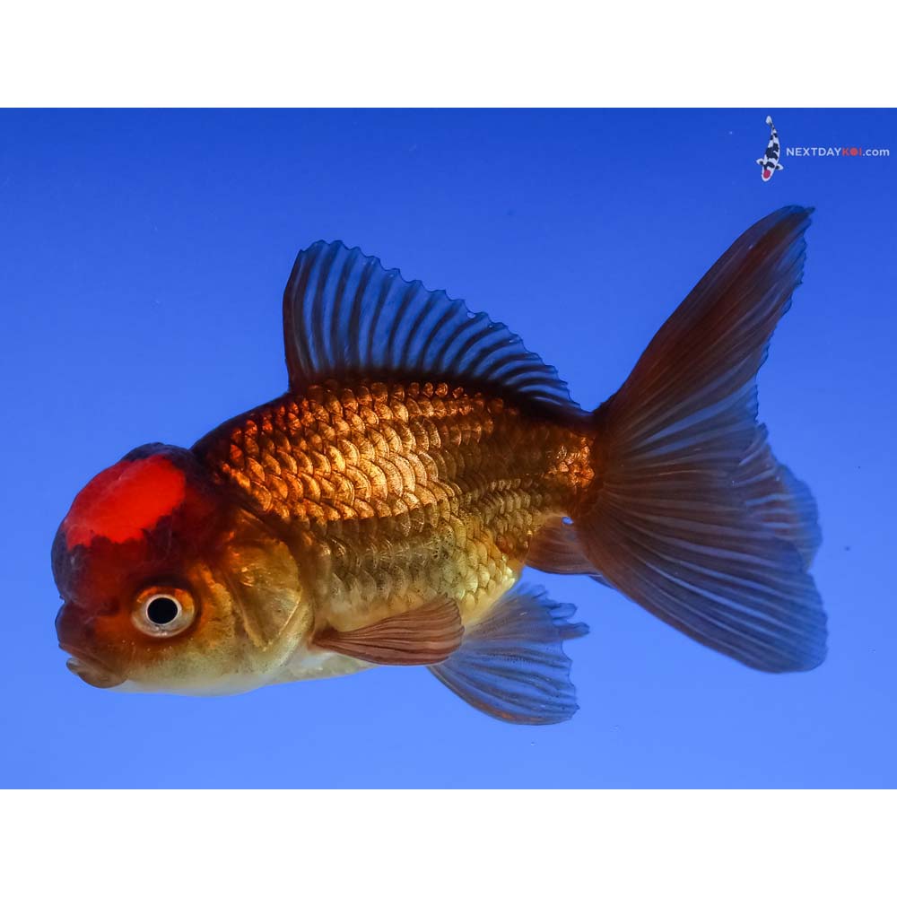 3” Imported Red and Black Oranda