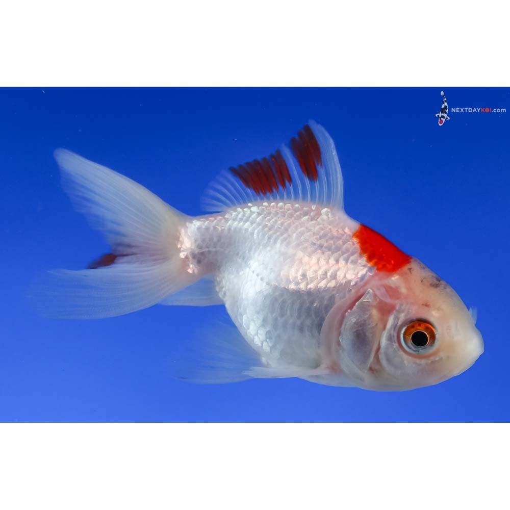 3.5” Imported Red and White Fantail