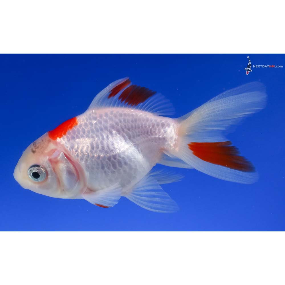 3.5” Imported Red and White Fantail