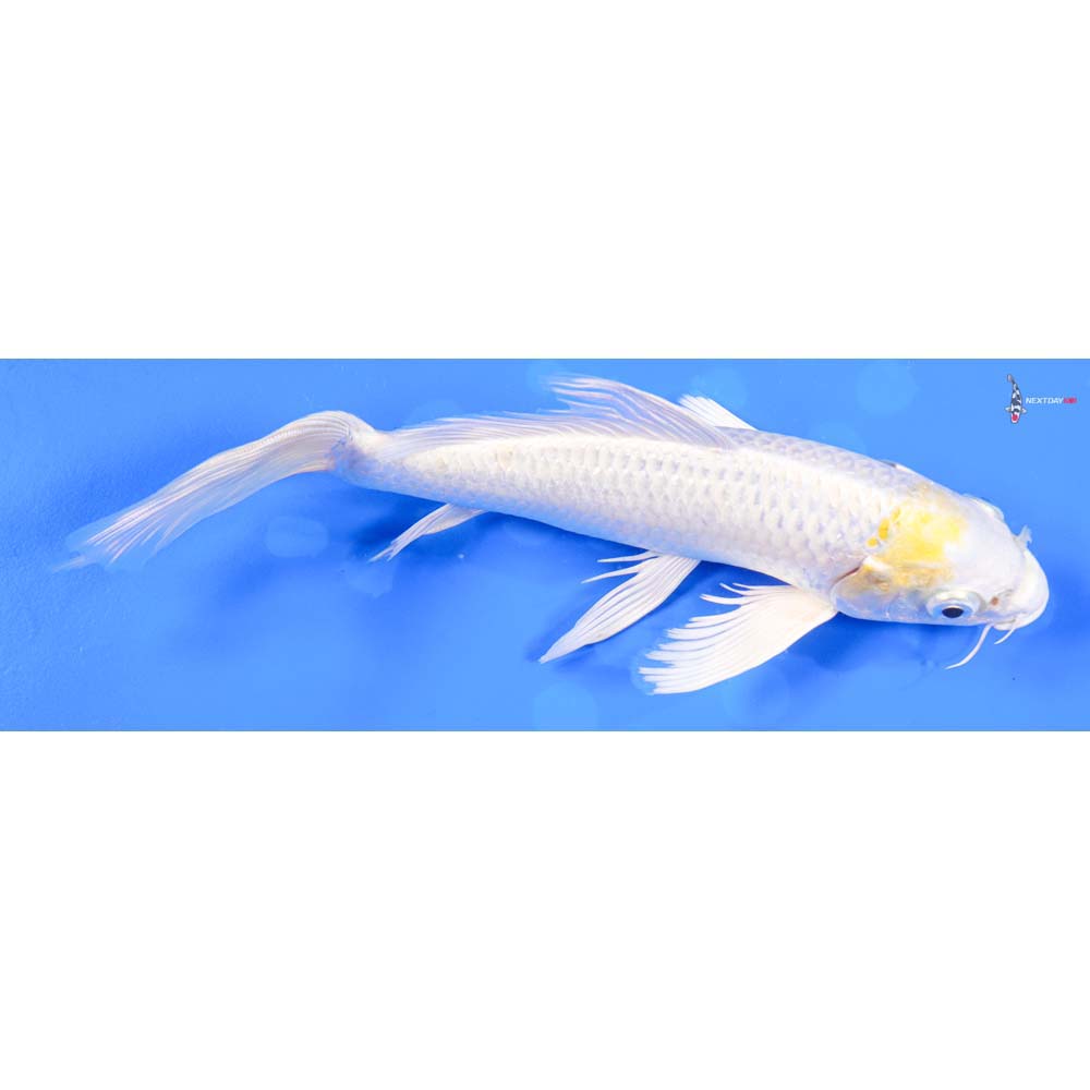 8” Imported Lemon Hariwake Butterfly Koi