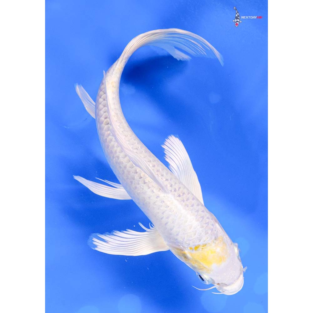 8” Imported Lemon Hariwake Butterfly Koi