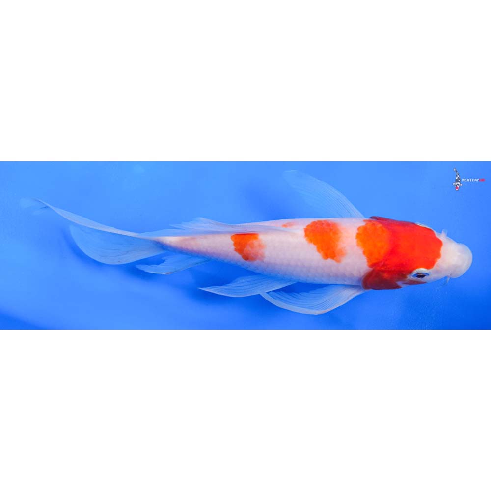 7.5” Imported Kohaku Butterfly Koi