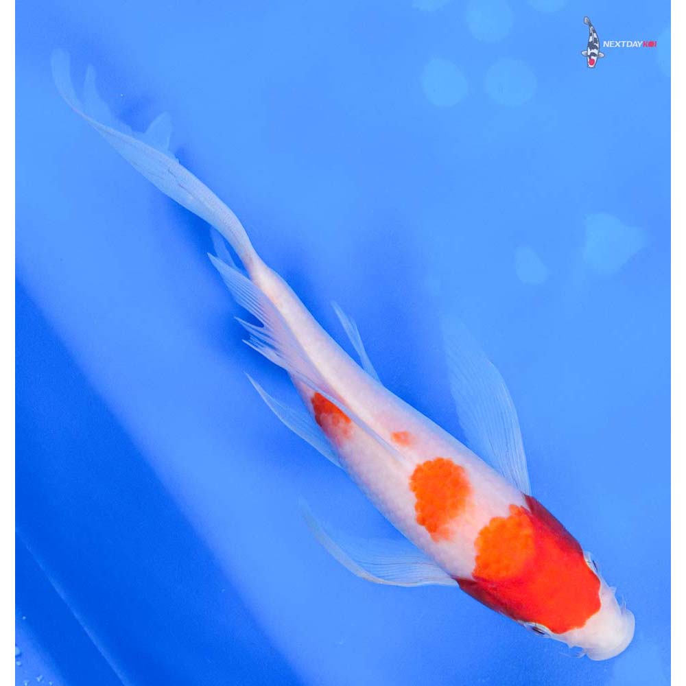 7.5” Imported Kohaku Butterfly Koi