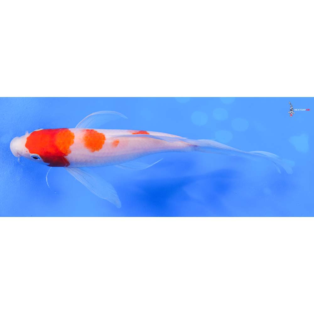 7.5” Imported Kohaku Butterfly Koi
