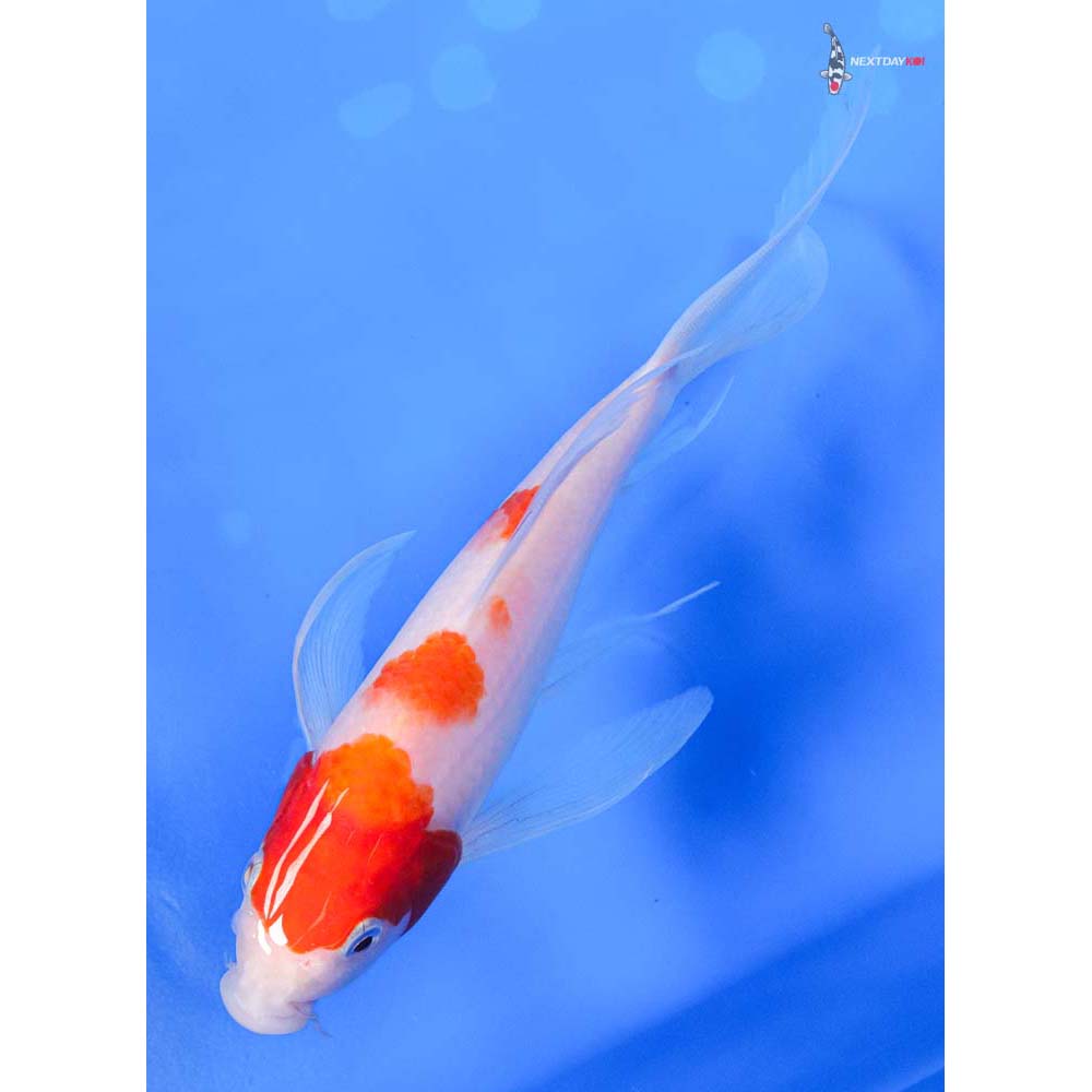 7.5” Imported Kohaku Butterfly Koi