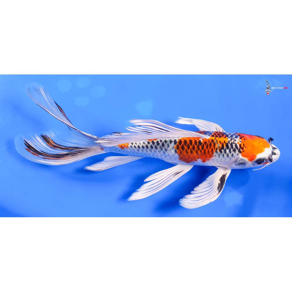 9” Imported Kujaku Butterfly Koi