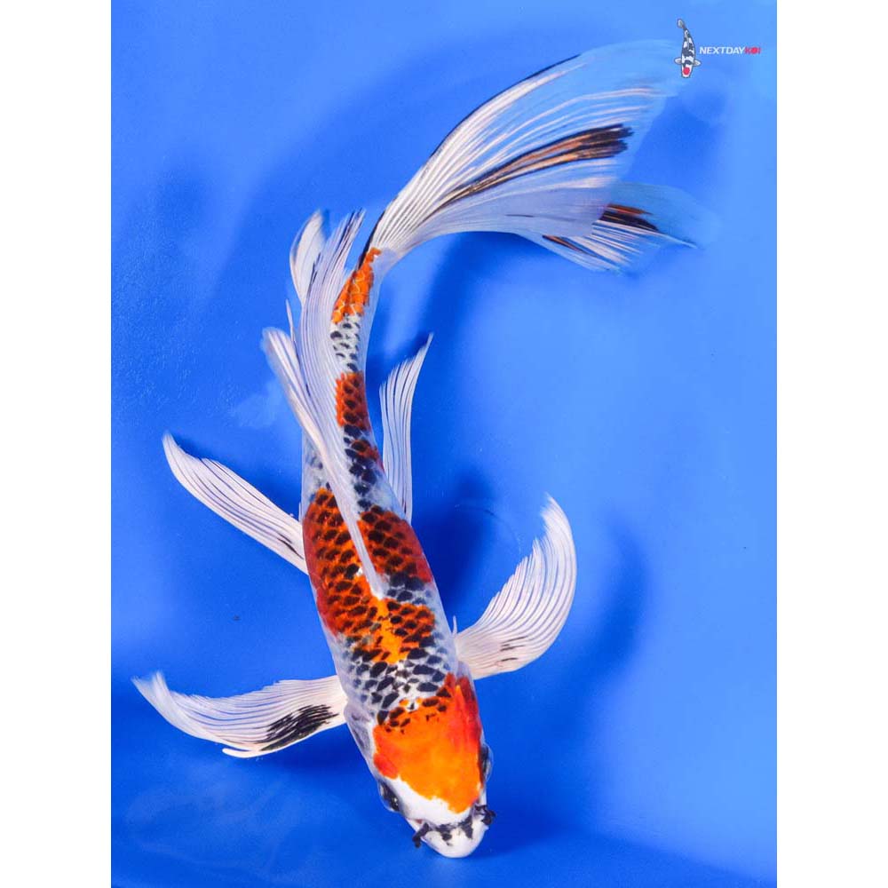 9” Imported Kujaku Butterfly Koi