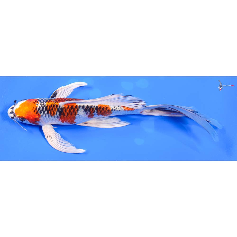 9” Imported Kujaku Butterfly Koi