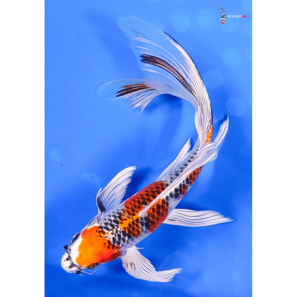 9” Imported Kujaku Butterfly Koi
