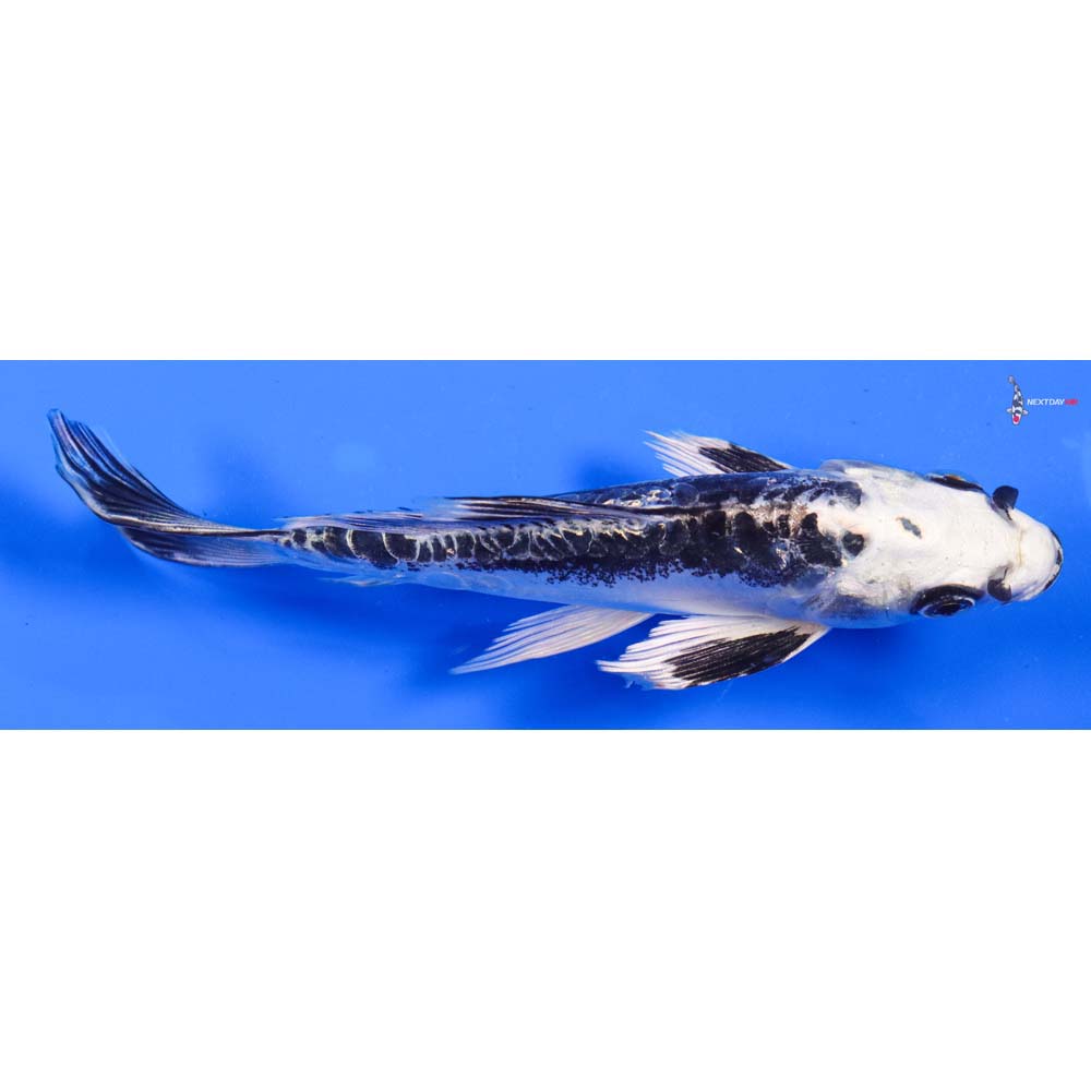 6” Imported Kikokuryu Butterfly Koi