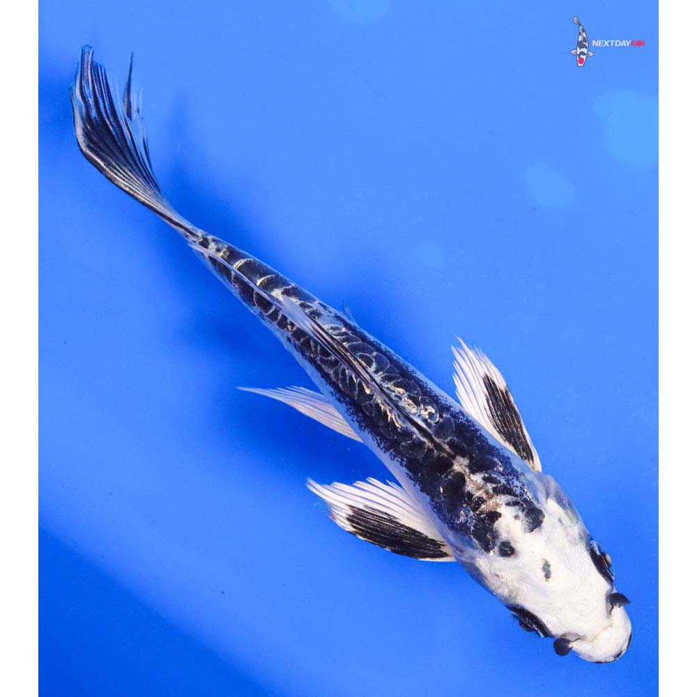 6” Imported Kikokuryu Butterfly Koi