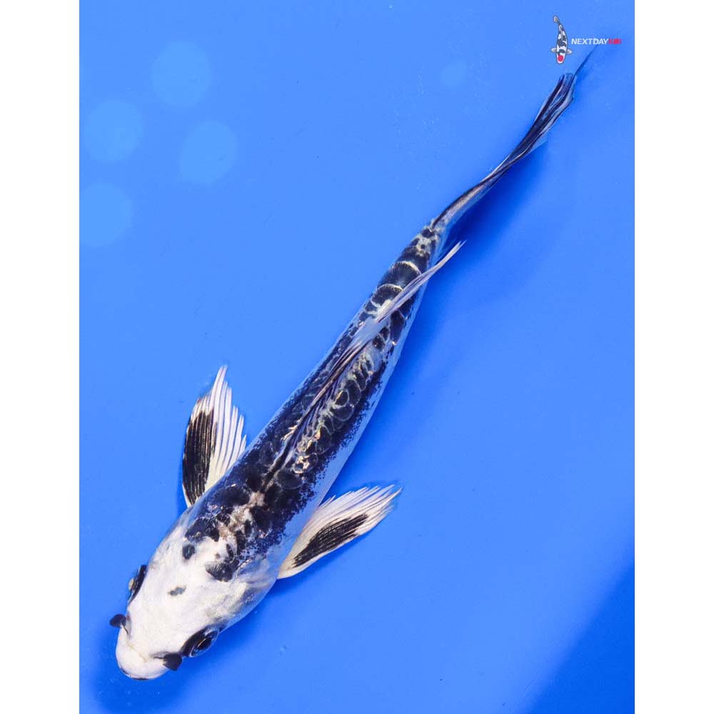 6” Imported Kikokuryu Butterfly Koi
