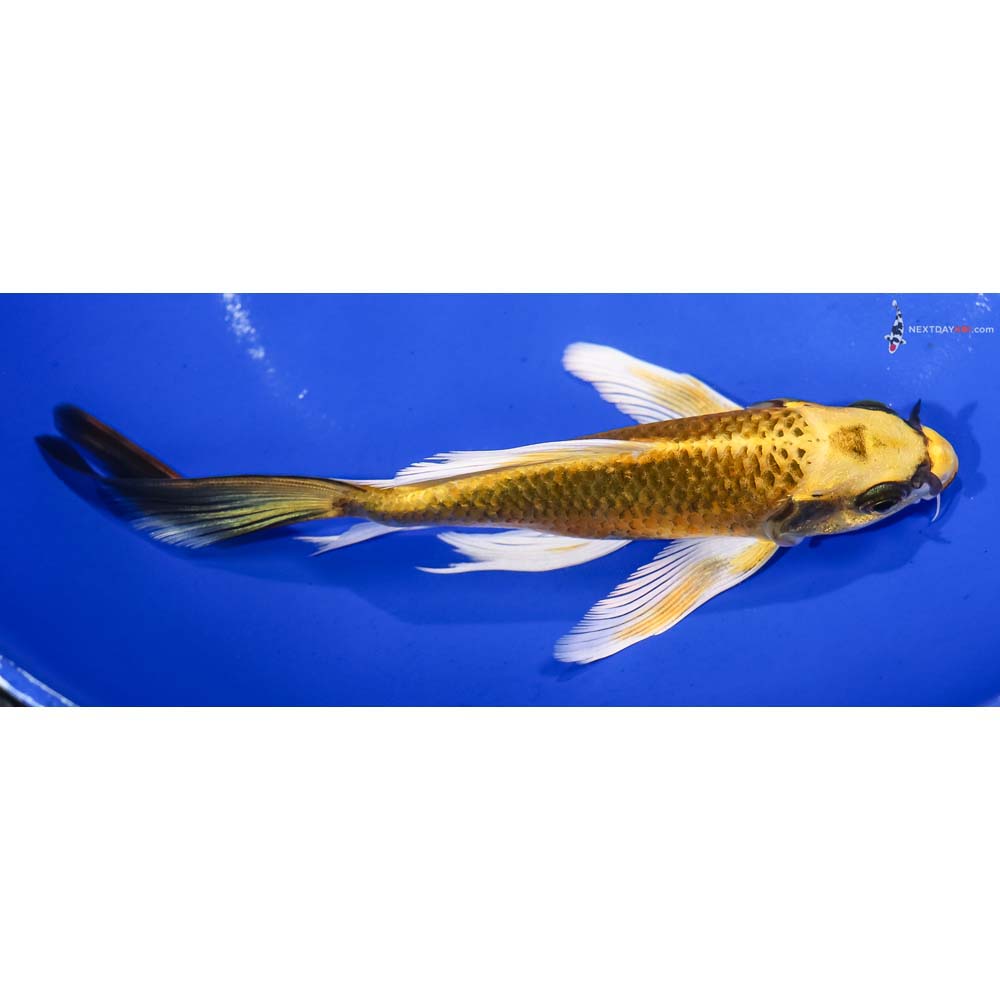 6.5” Imported Ki Matsuba Butterfly Koi