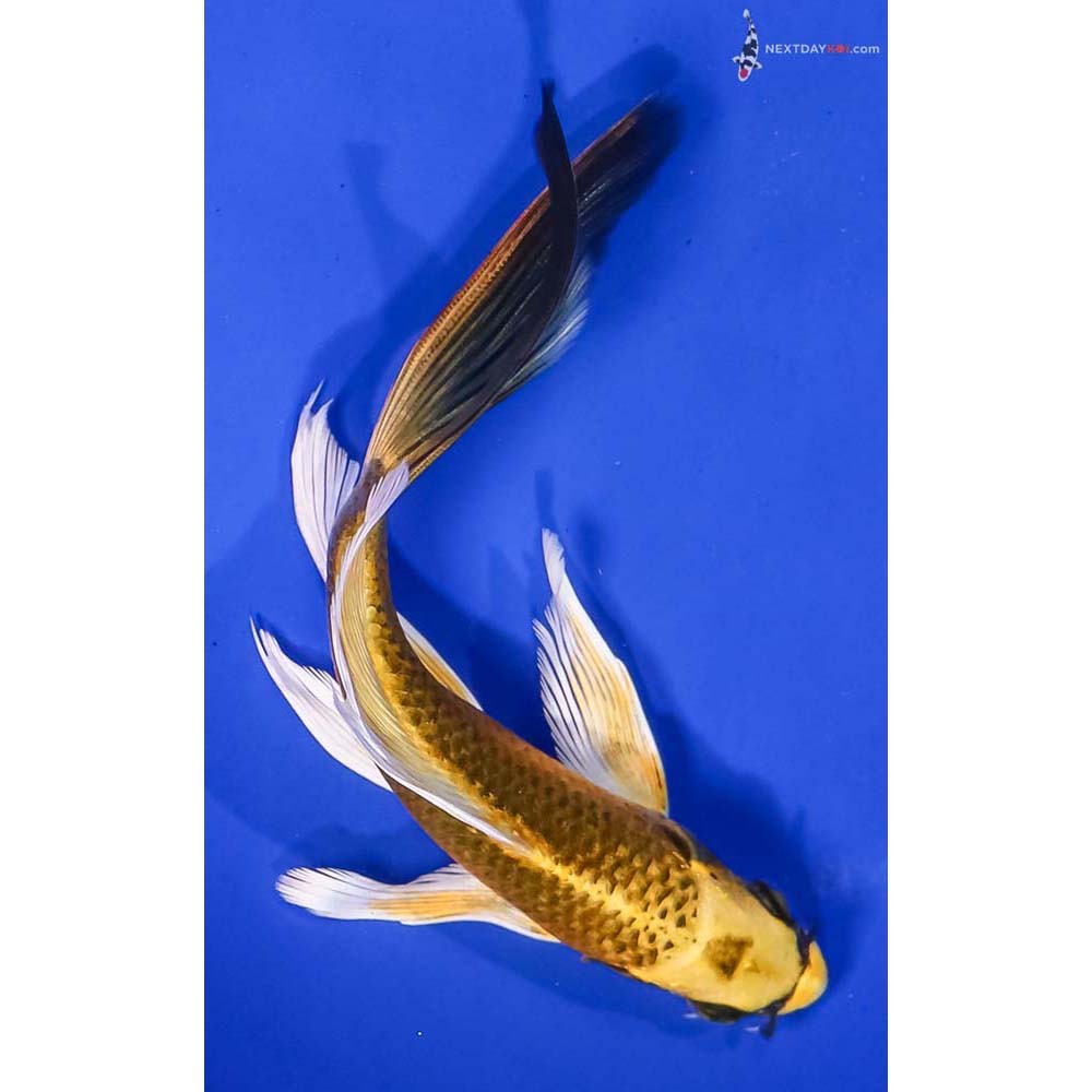 6.5” Imported Ki Matsuba Butterfly Koi