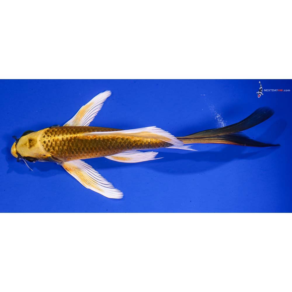 6.5” Imported Ki Matsuba Butterfly Koi