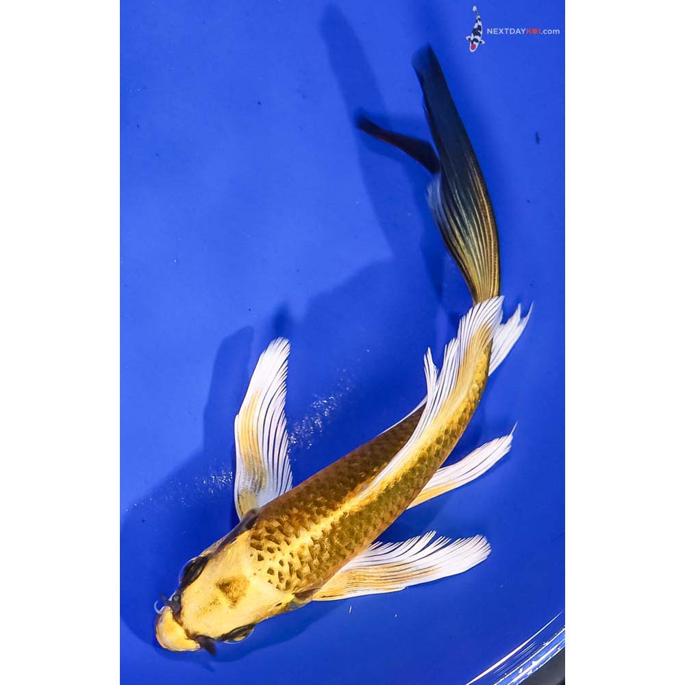 6.5” Imported Ki Matsuba Butterfly Koi