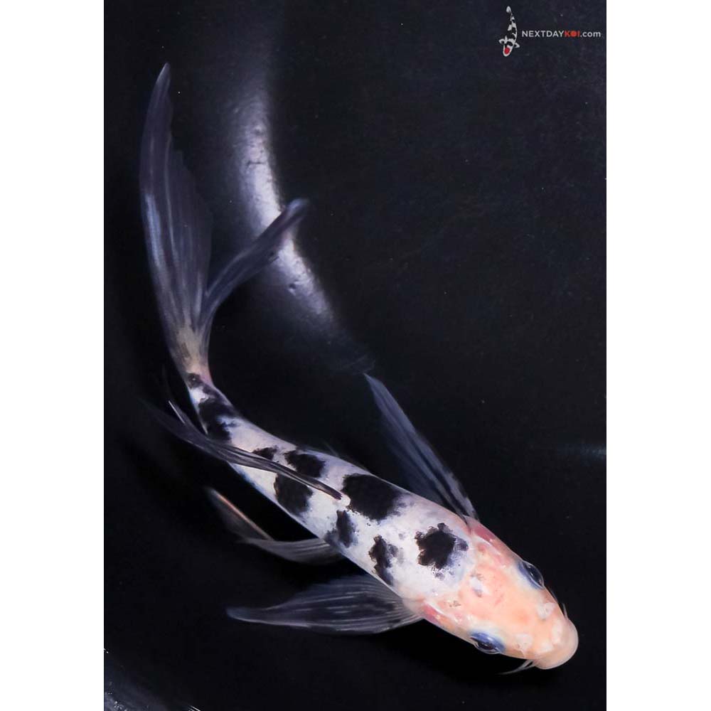 6.5” Imported Shiro Bekko Butterfly Koi