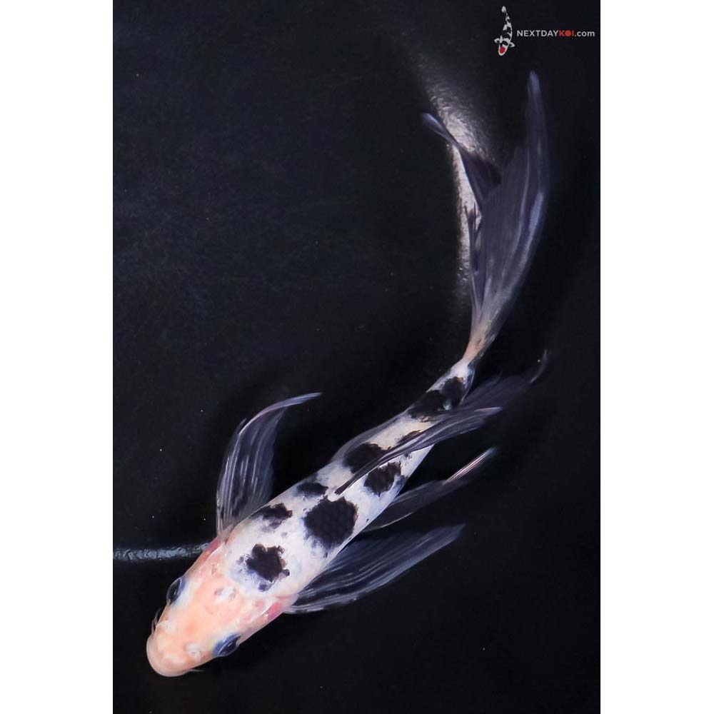6.5” Imported Shiro Bekko Butterfly Koi