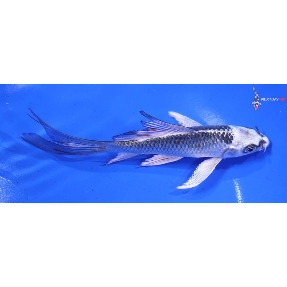 6” Imported Kujaku Butterfly Koi