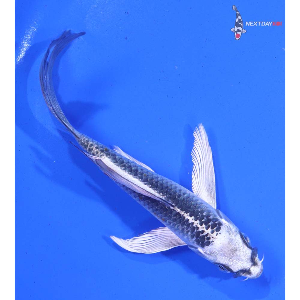 6” Imported Kujaku Butterfly Koi