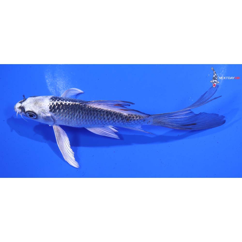 6” Imported Kujaku Butterfly Koi