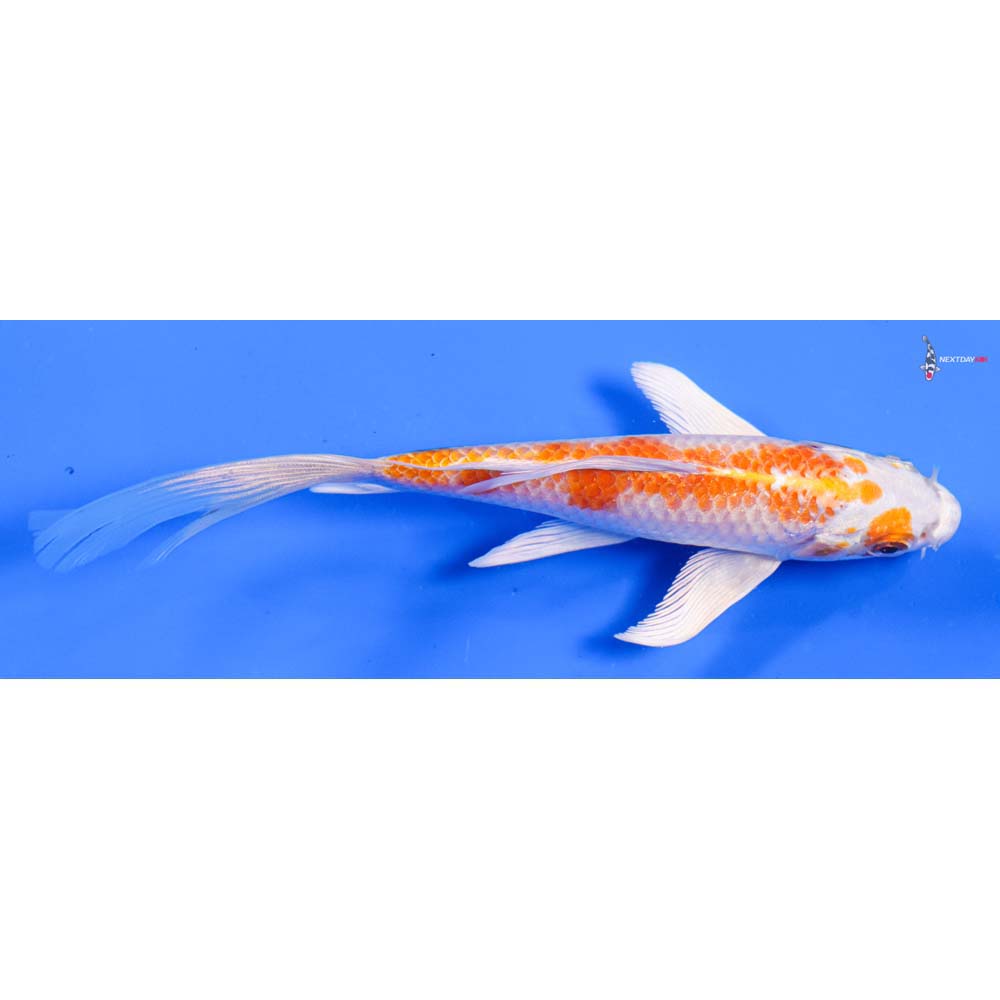6” Imported Hariwake Butterfly Koi