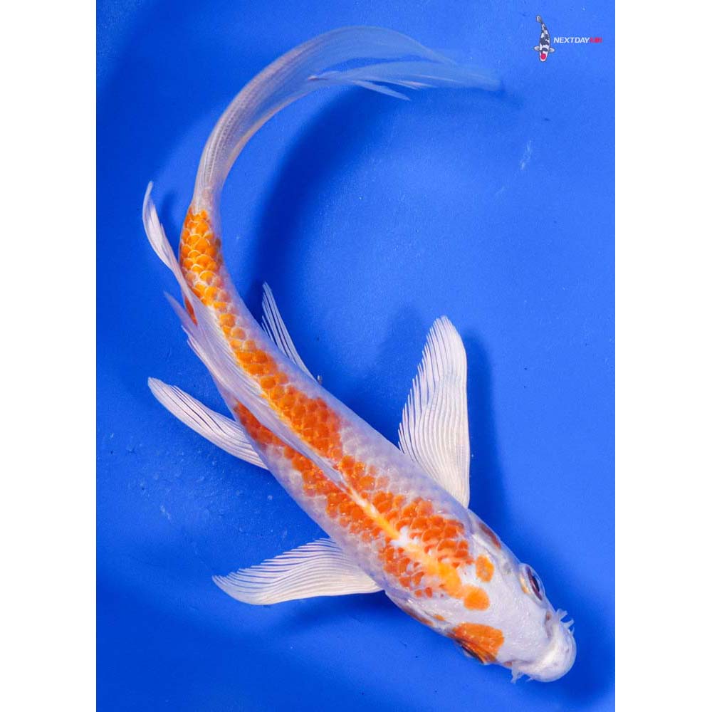 6” Imported Hariwake Butterfly Koi