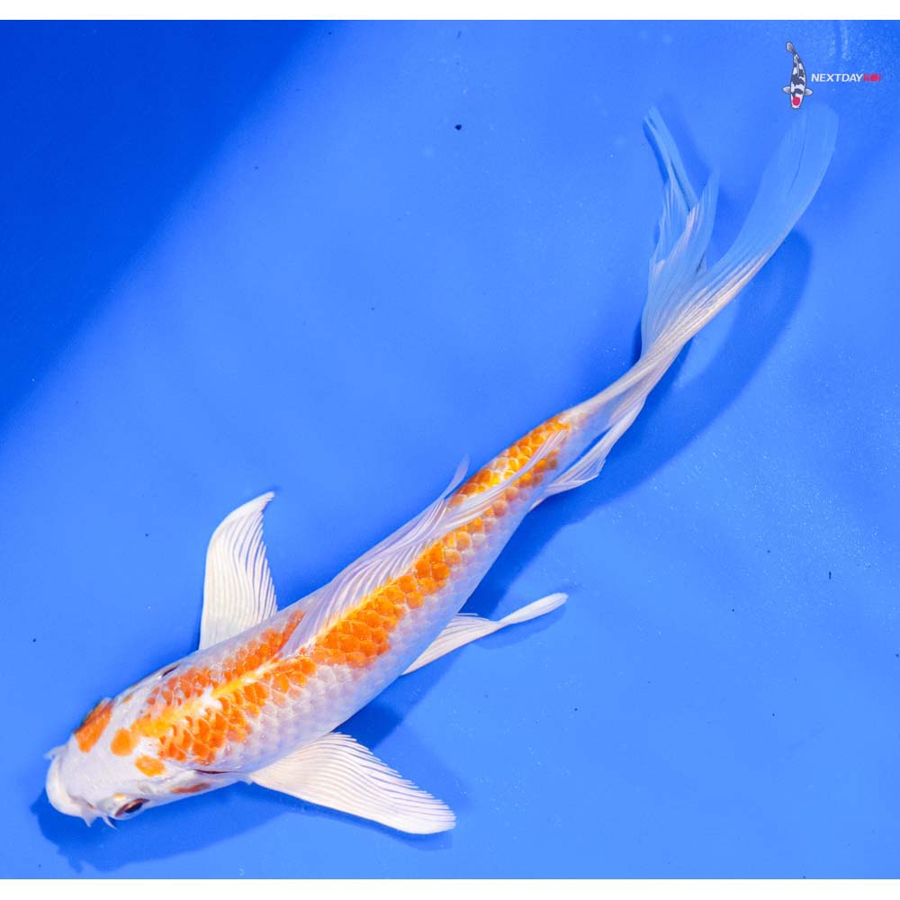 6” Imported Hariwake Butterfly Koi