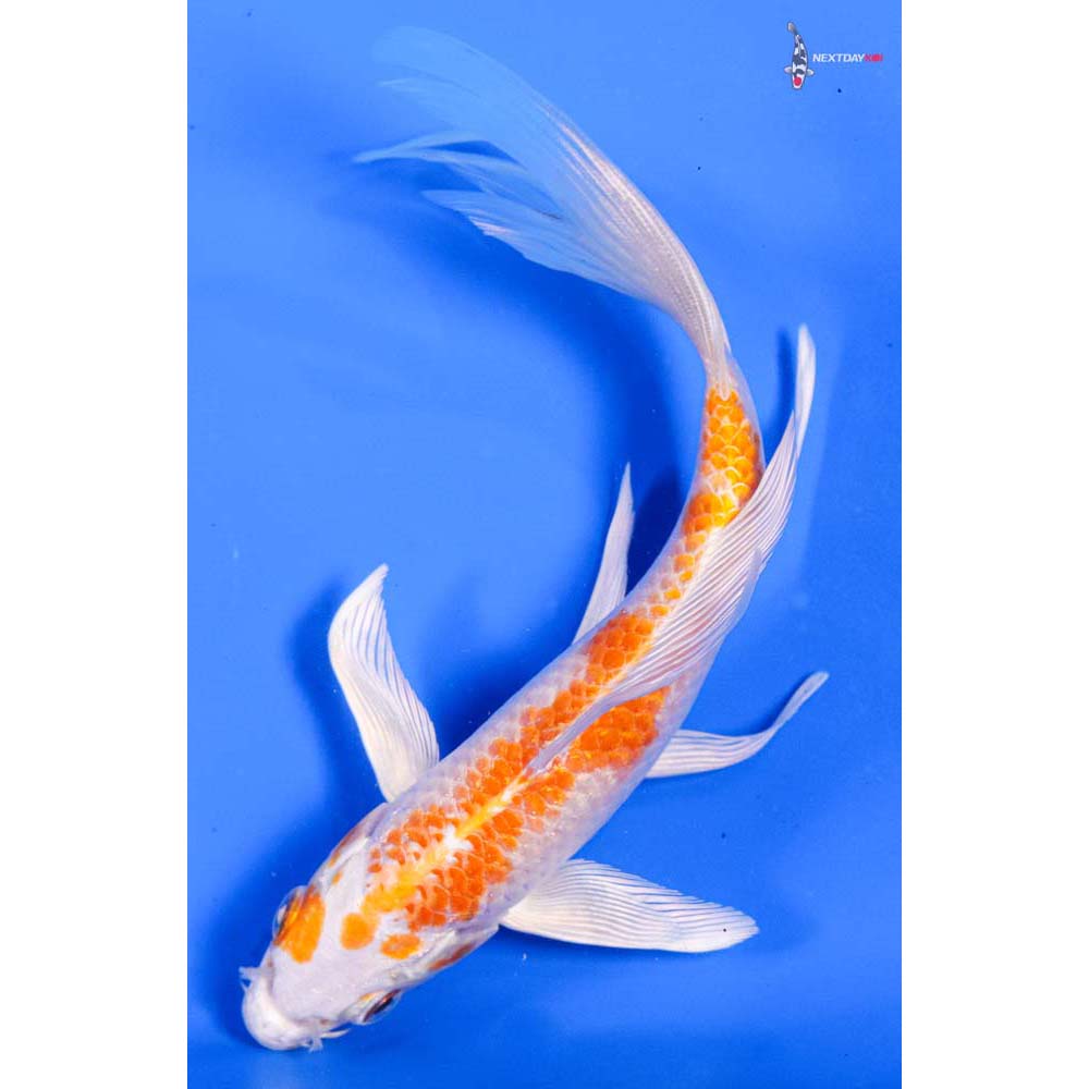 6” Imported Hariwake Butterfly Koi