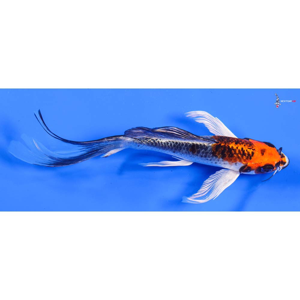6” Imported Kujaku Butterfly Koi