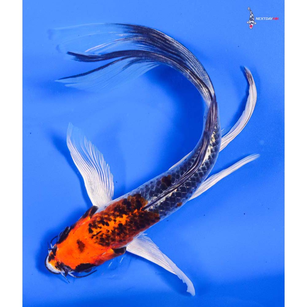6” Imported Kujaku Butterfly Koi
