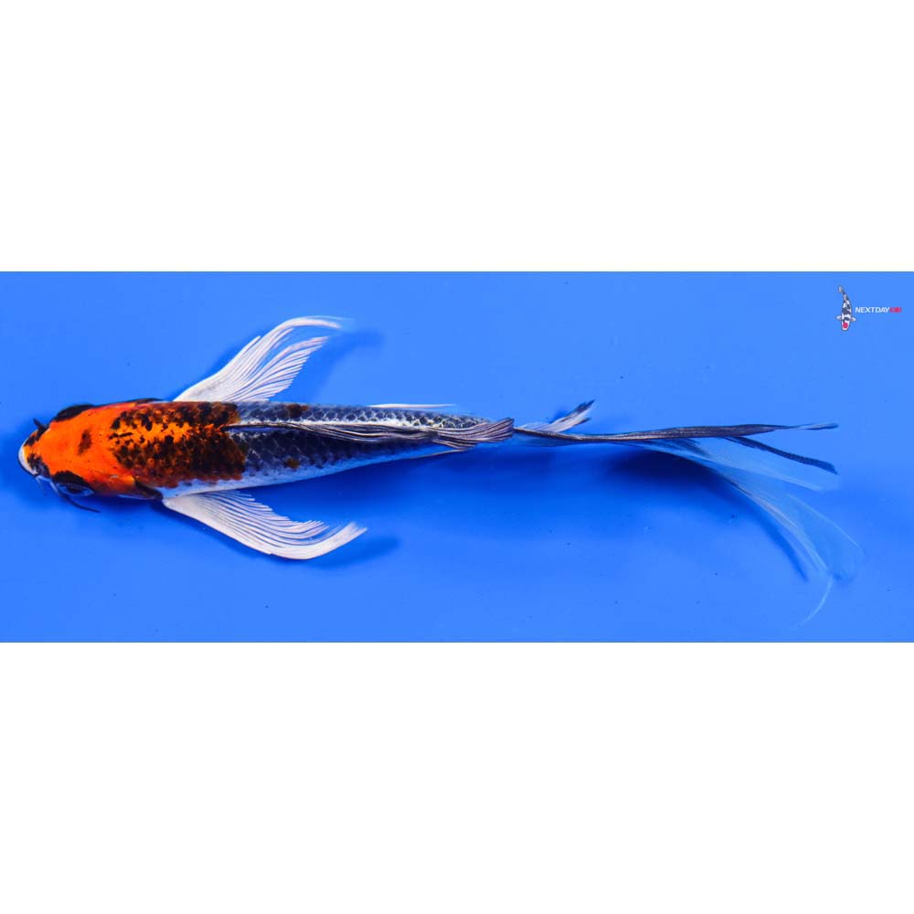 6” Imported Kujaku Butterfly Koi