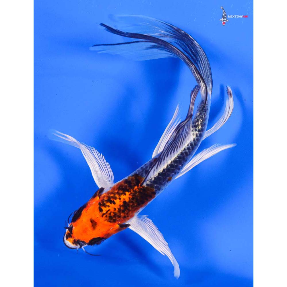 6” Imported Kujaku Butterfly Koi