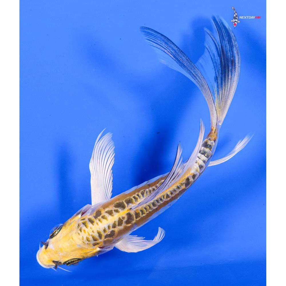 5.5” Imported Doitsu Kujaku Butterfly Koi