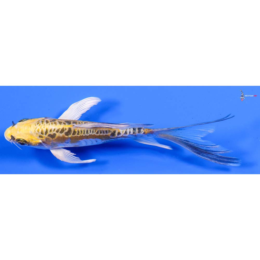 5.5” Imported Doitsu Kujaku Butterfly Koi